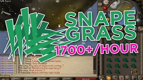 Snape grass seed osrs - 26 de nov. de 2023 ... Herbs take 80 minutes to grow, and herb runs can be done in conjunction with allotments like Snape Grass for extra experience. ... seed by using ...